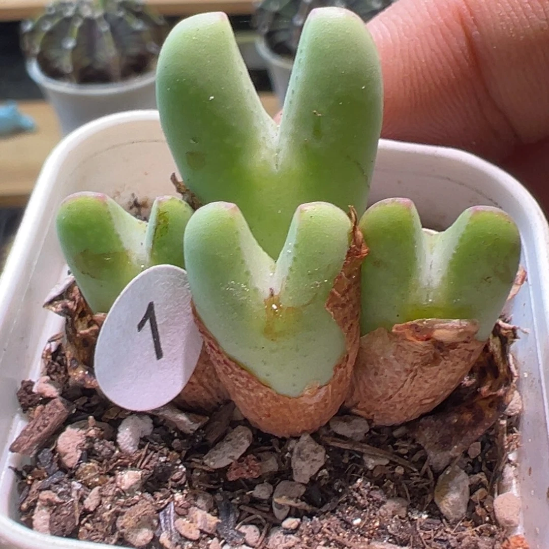 多肉植物1111111111