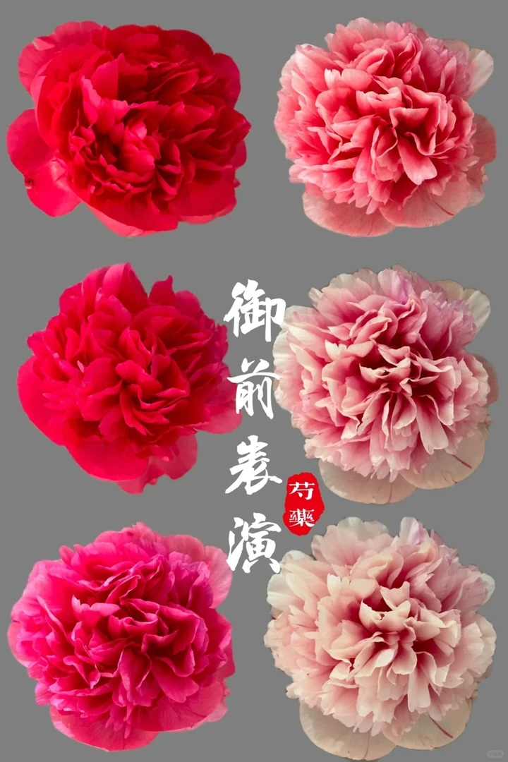 【御前表演】山东芍药鲜花直采直发顺丰包邮牡丹花鲜切花