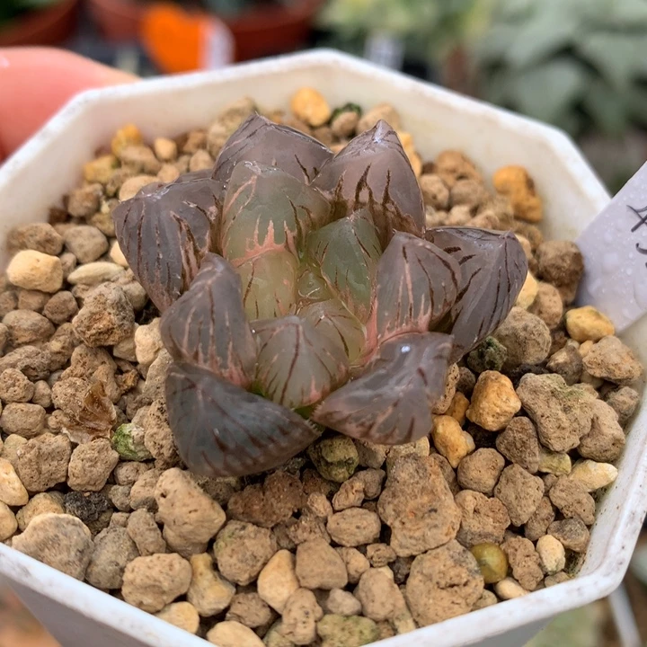 龙爪玉露锦，带盆一起