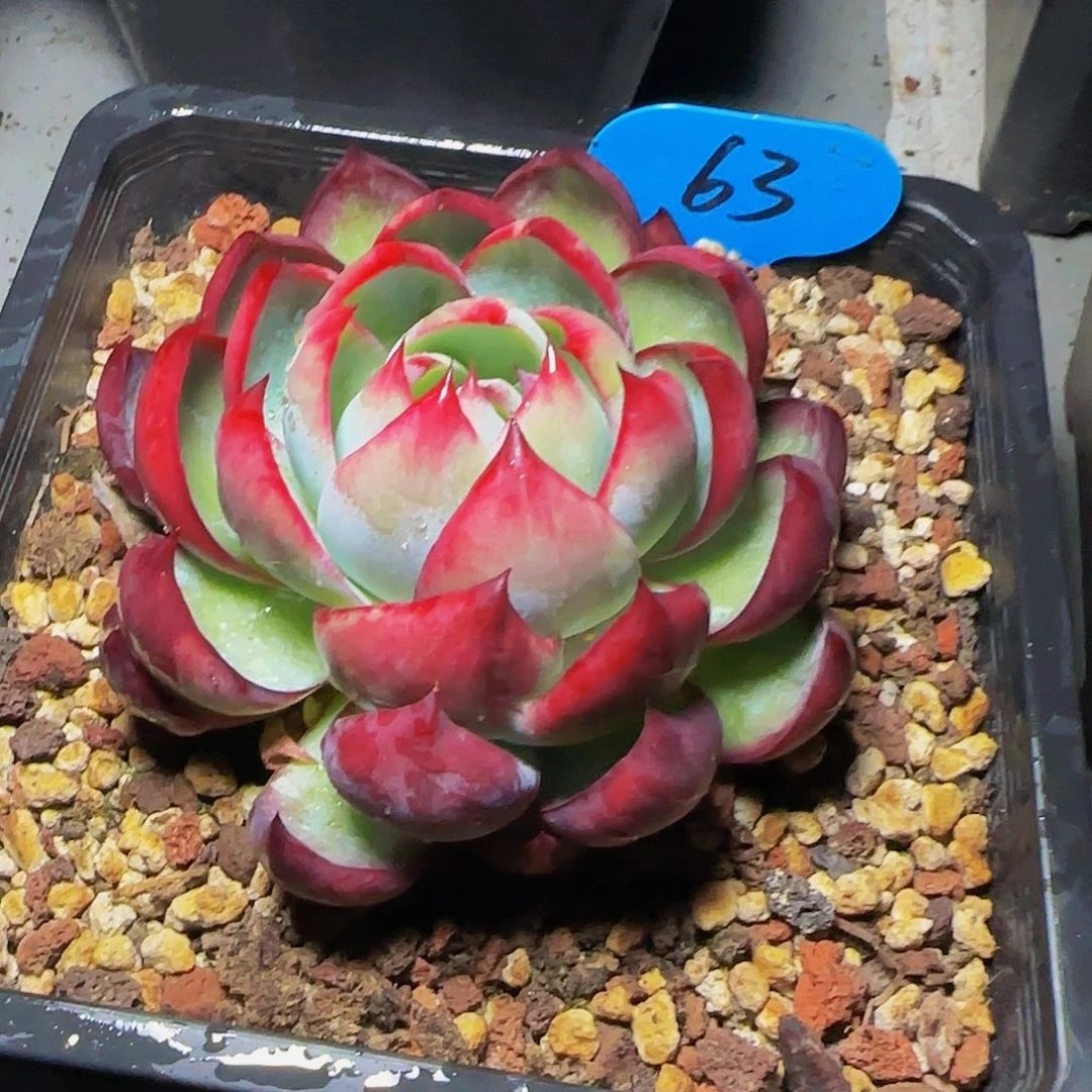 和**顺惊鸿仙子一物一拍63