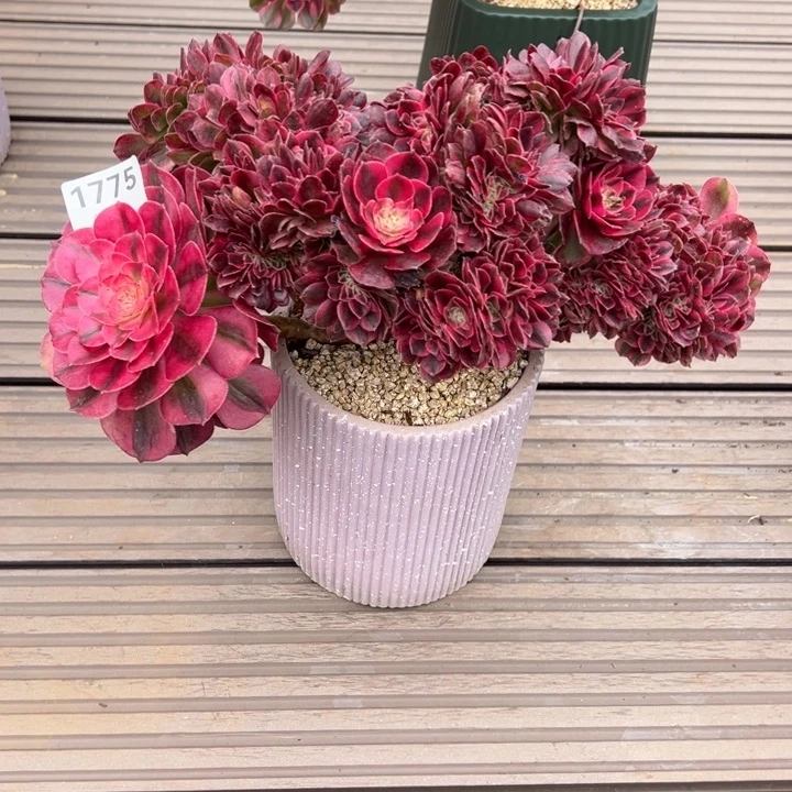 淡***情1775倾城缀化（送陶瓷盆）