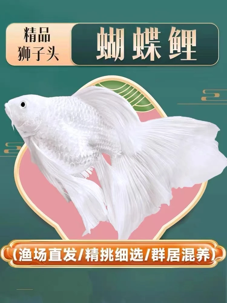 蝴蝶鲤 16-18高品质 白色短球 精品鱼自家渔场好养爱活