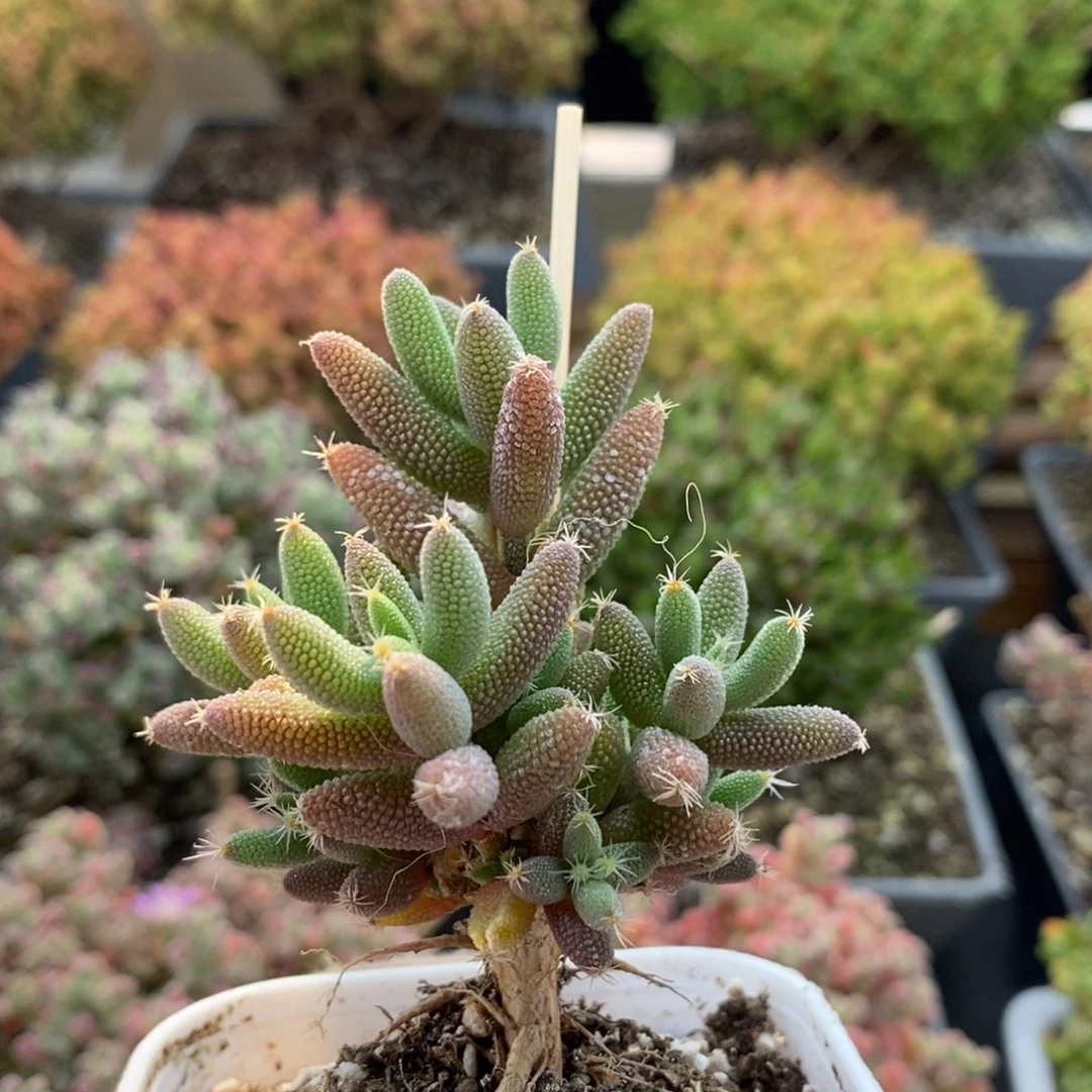 草*萧实生玉米6217枝干番杏