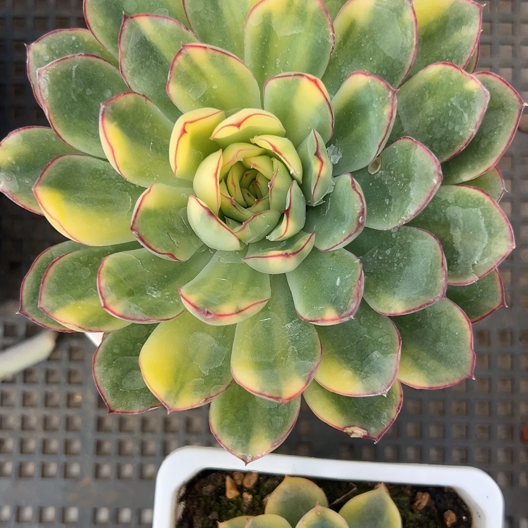 慈禧锦大单头多肉植物