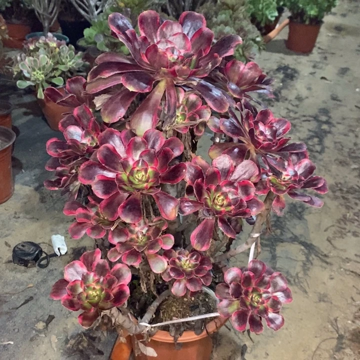 丽娜多肉植物43。