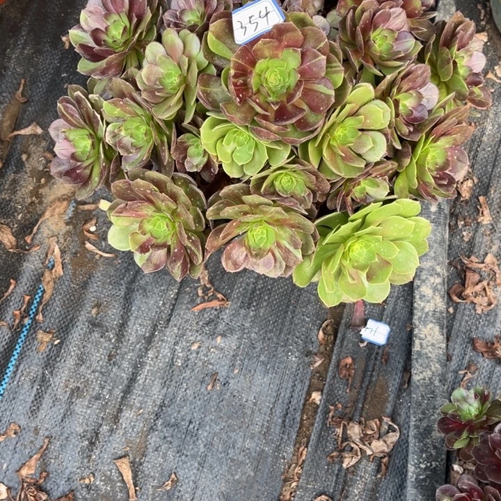 354黑骑士多肉植物法师