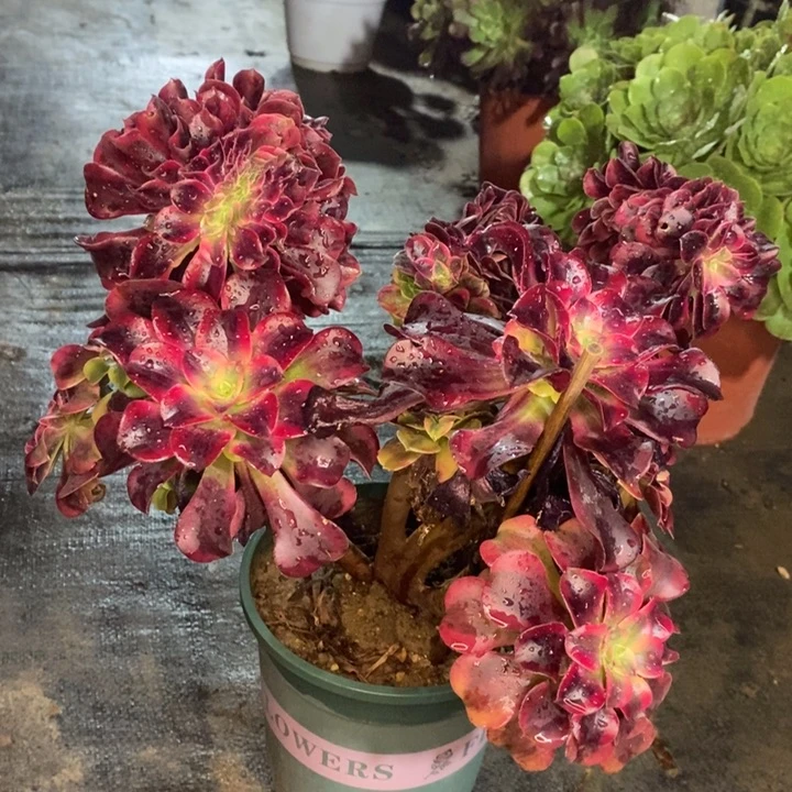 珊瑚绒缀化多肉15。