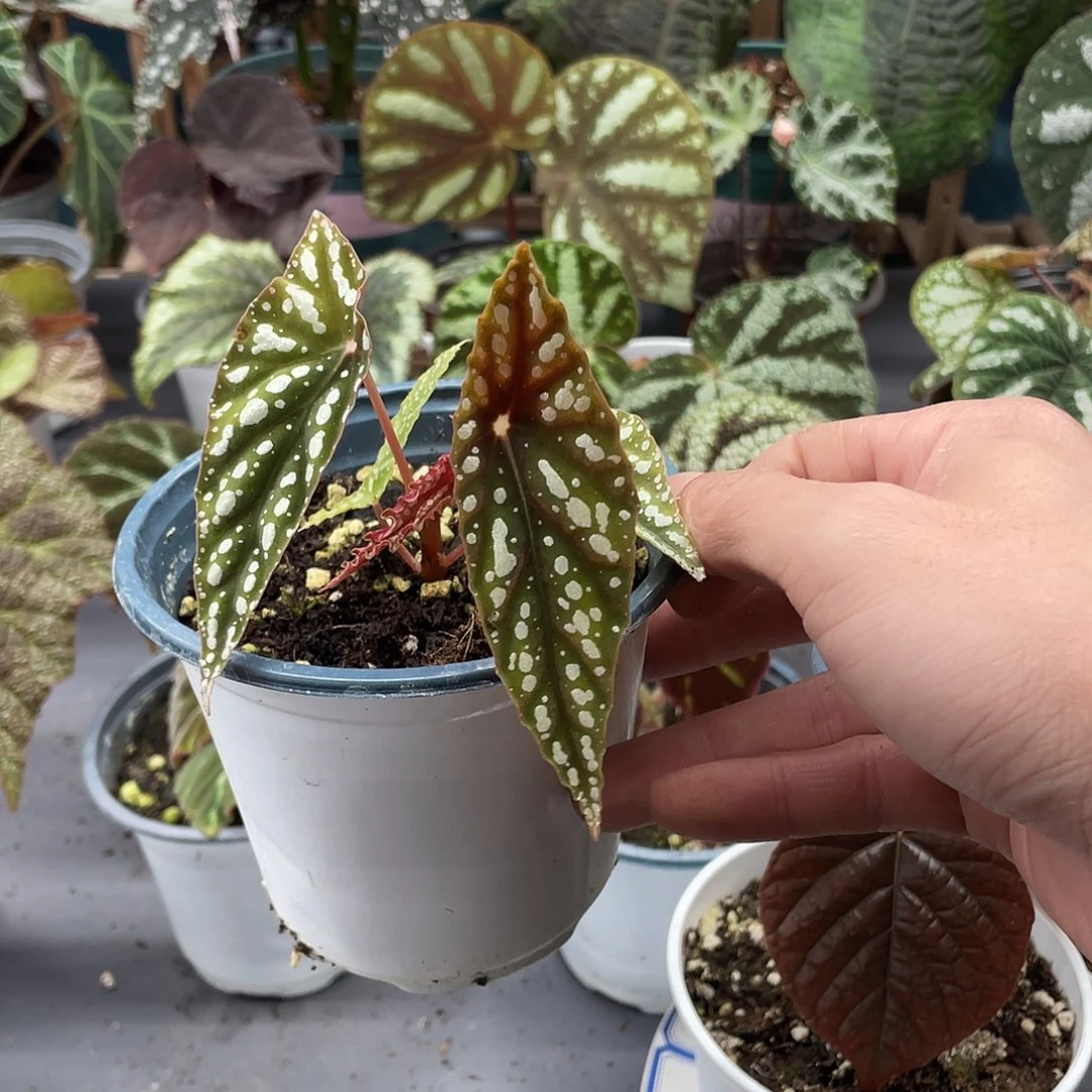 完全开放白斑双尖