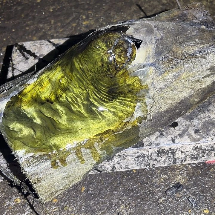 5***珠乌木金丝楠摆件毛料