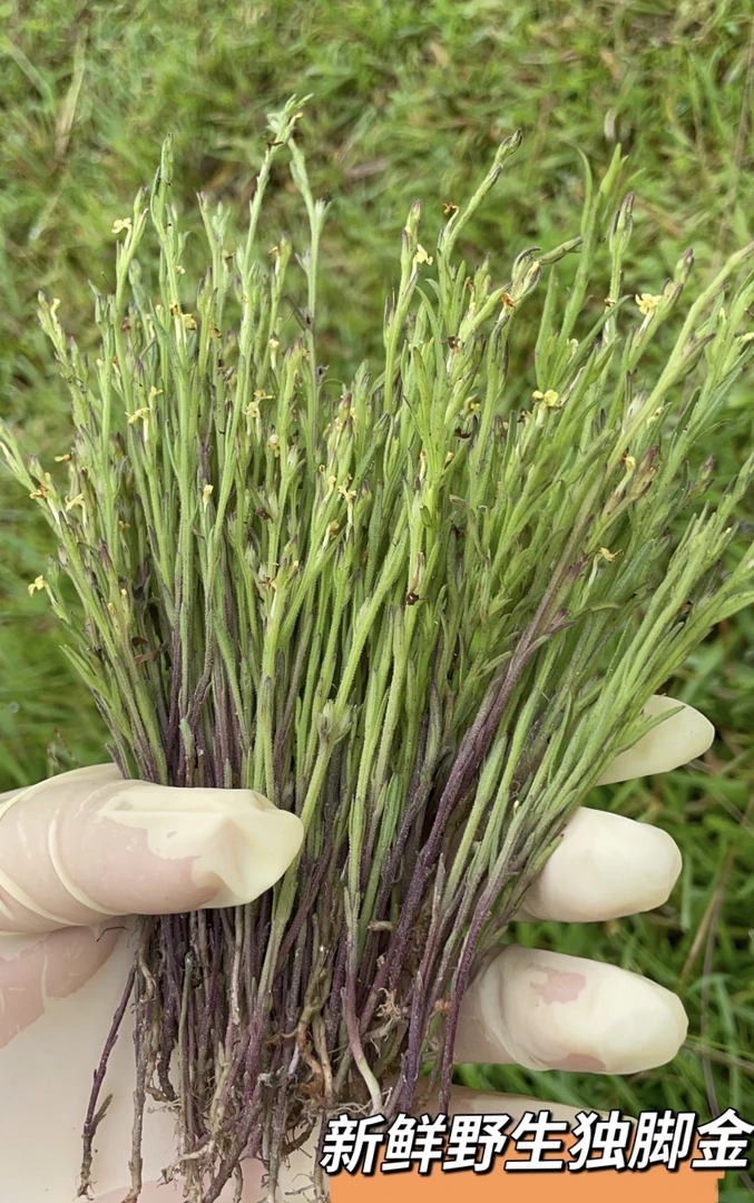 新鲜野生独脚金只发广东不做售后，介意慎拍