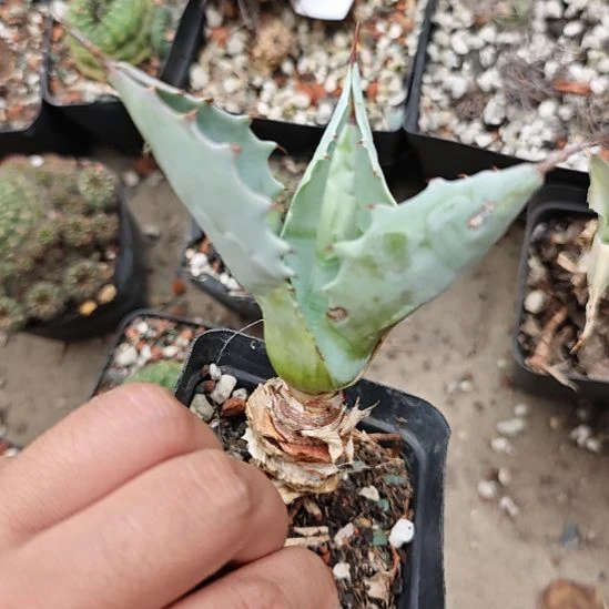 龙舌兰龙舌兰龙舌兰