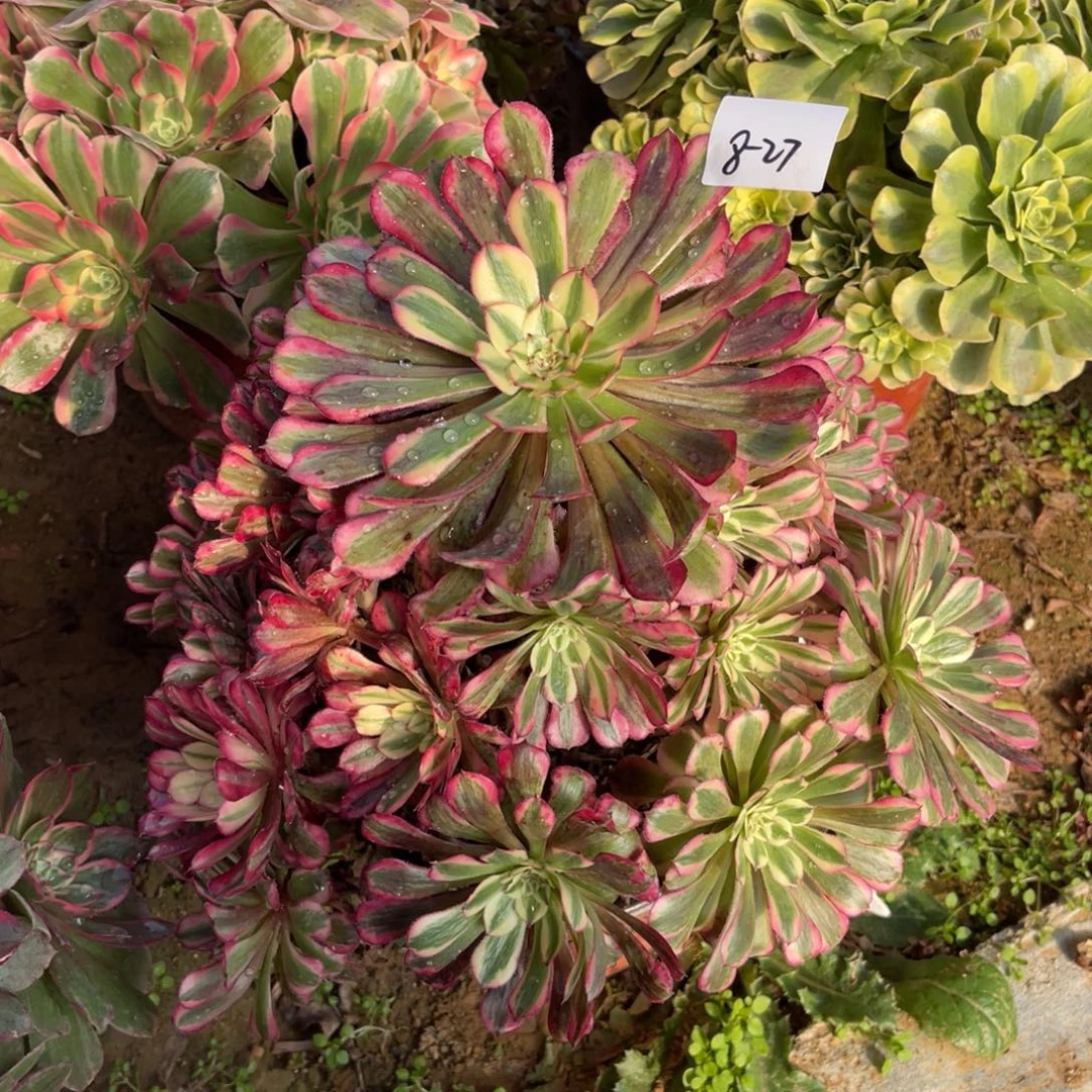 夜***星12-8-27红铜葫锦法师锦