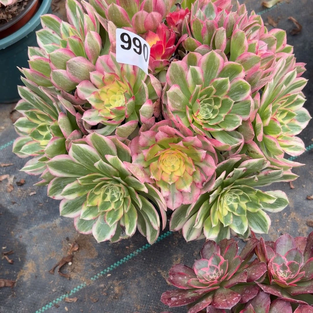 990海鲜多肉植物福利