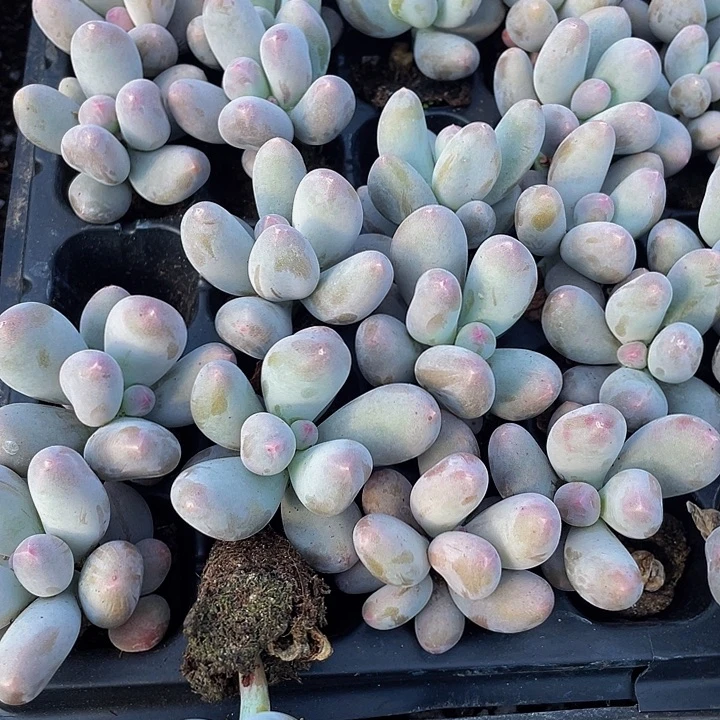 小米可奶3.8带土发过