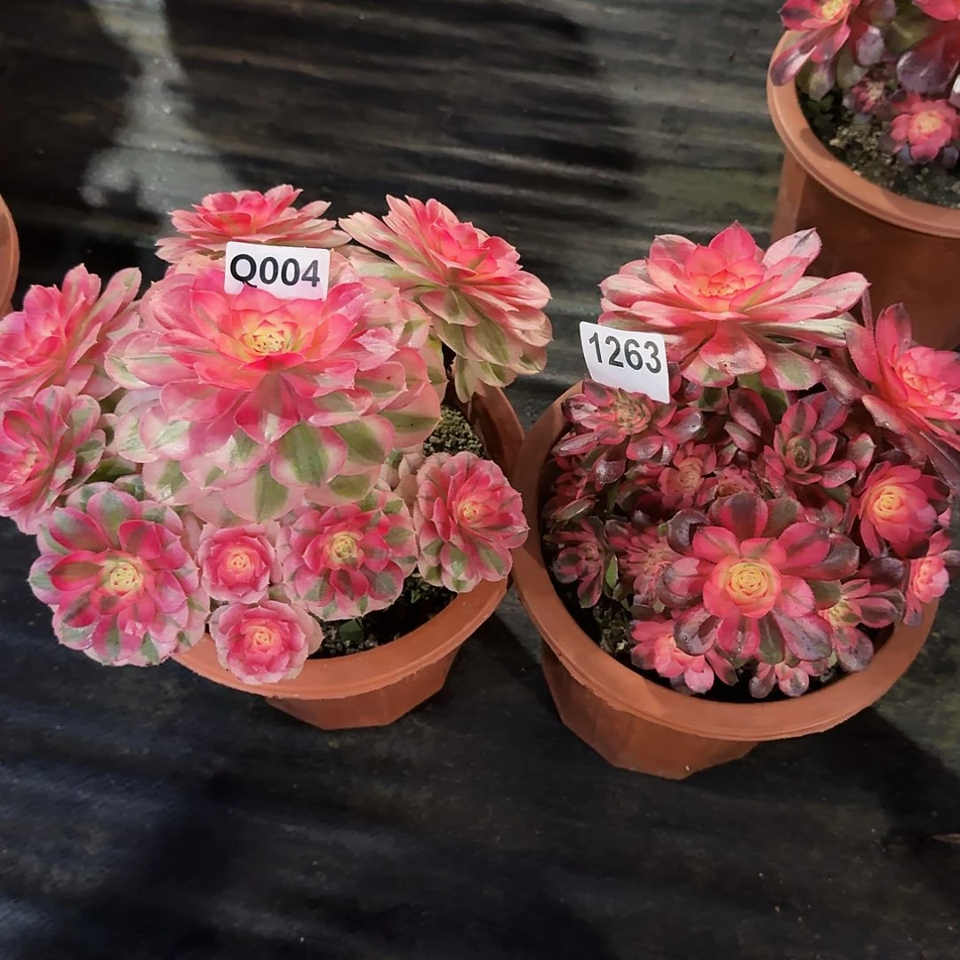 全部花朵我**兰004倾城荔枝冠服20.16左右不是大颗