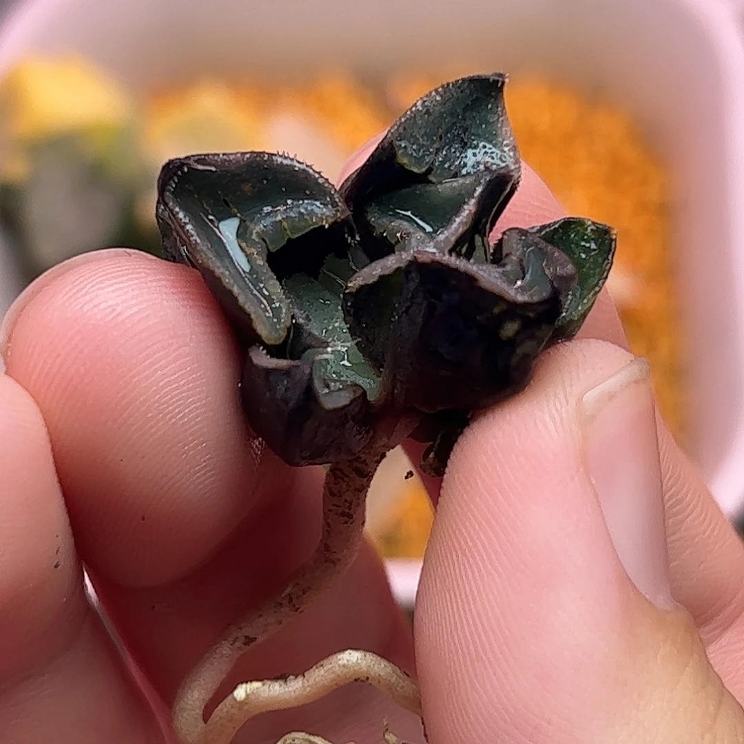 一***密836初恋十二卷多肉植物