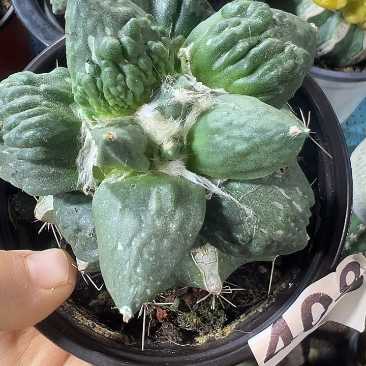 怒涛408仙人球开花