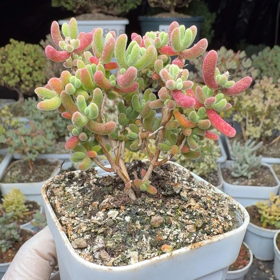 A310红叶枝干一物一拍