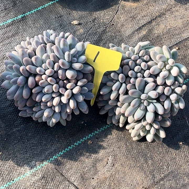 汤圆1号码牌子的话题了解