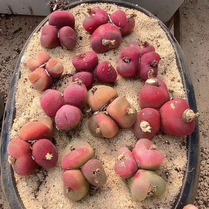 30531一组   群生