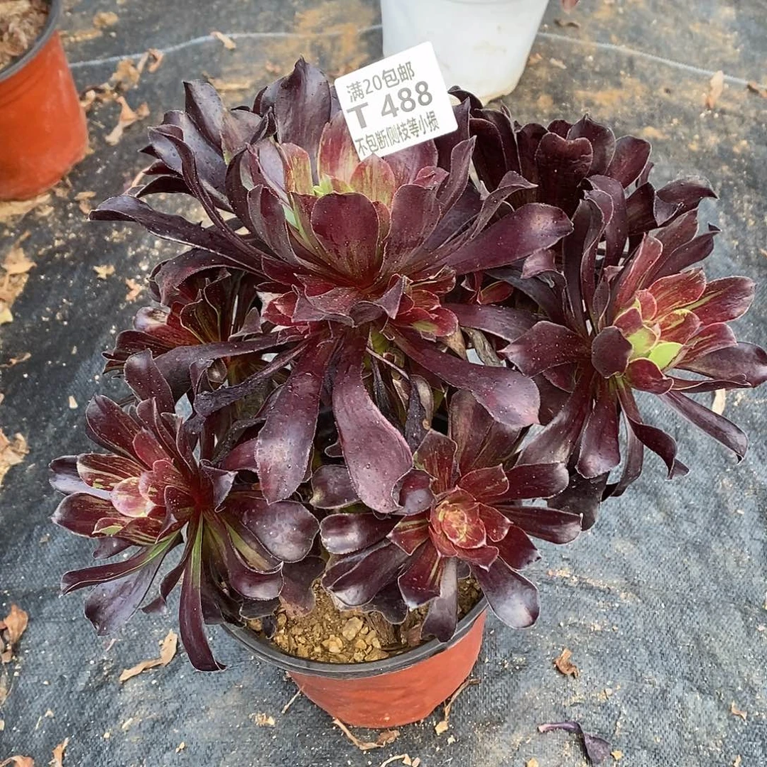 488欧若拉多肉法师