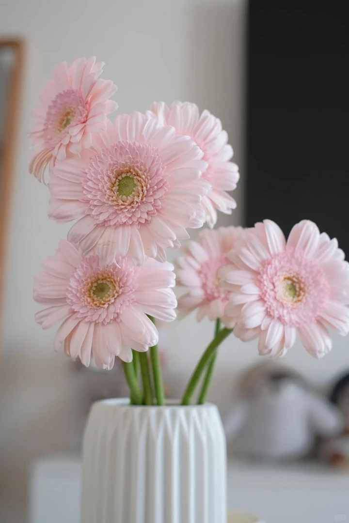 【花汀私享】华莎-稀有非洲菊