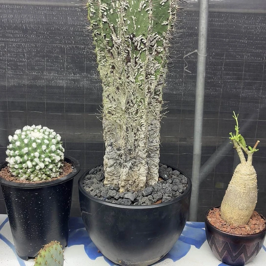 ****阳核桃一物一拍仙人球