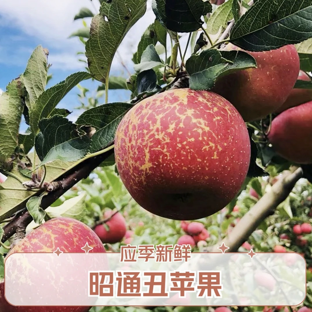 【小苏专属】云南昭通丑苹果糖心现摘新鲜水果脆甜多汁产地直发