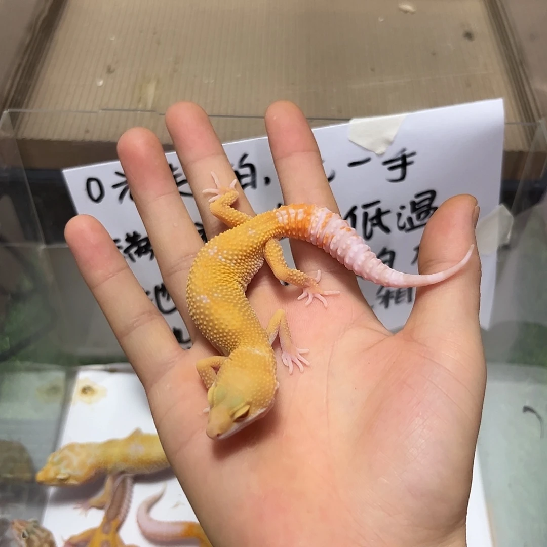 豹纹守宫豹纹守宫
