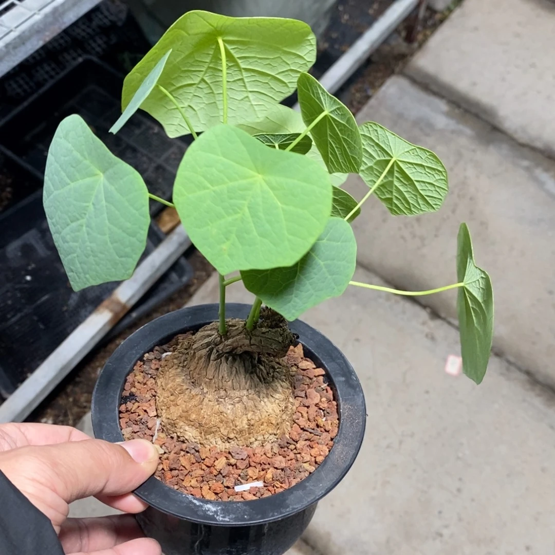 龙甲龟多肉植物一个
