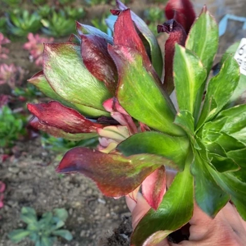 869嫁接魅影七彩满25包邮多肉