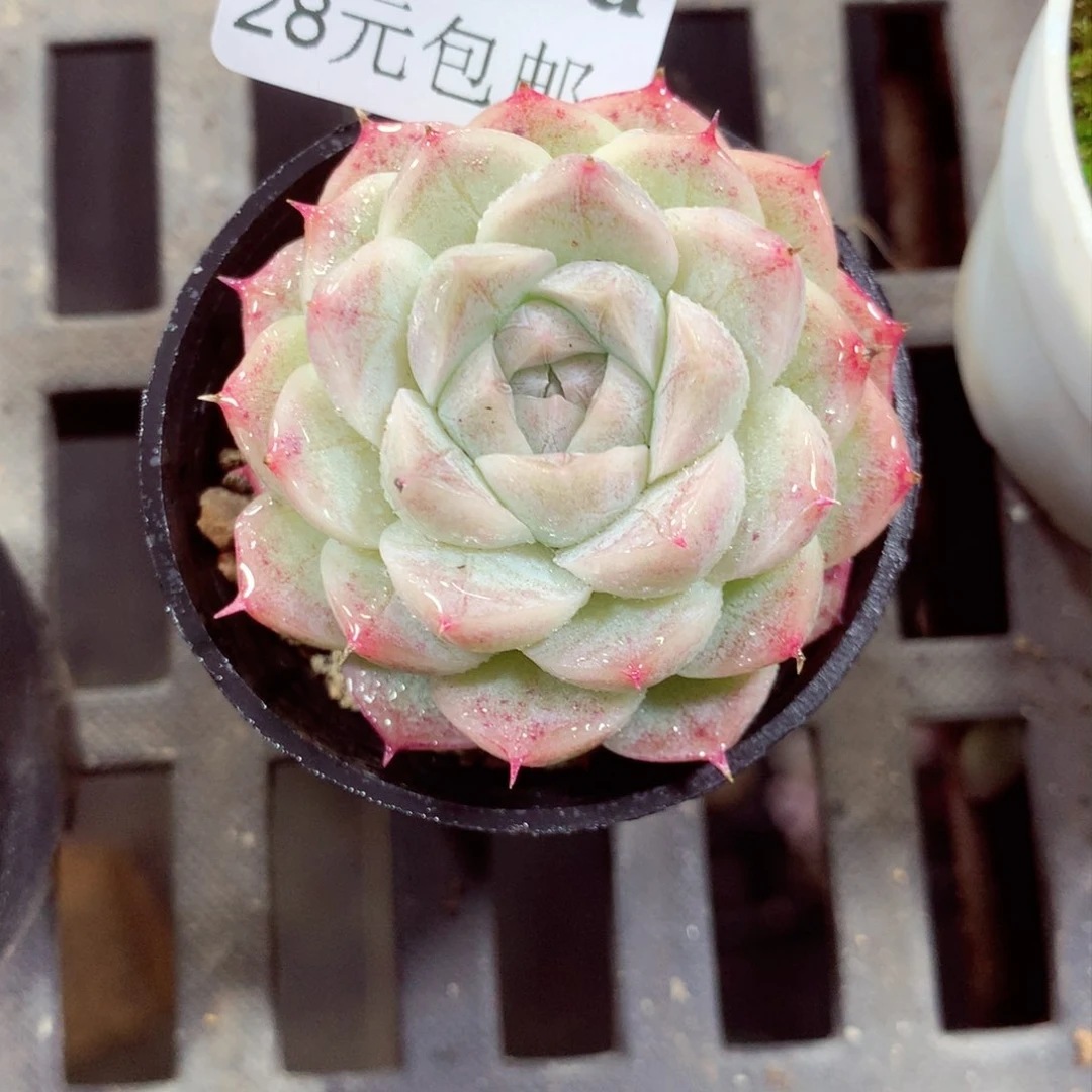 5厘米盆精控多肉3560