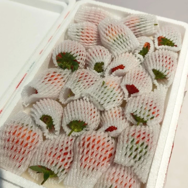 新鲜丹东九九草莓泡沫箱1.5斤左右