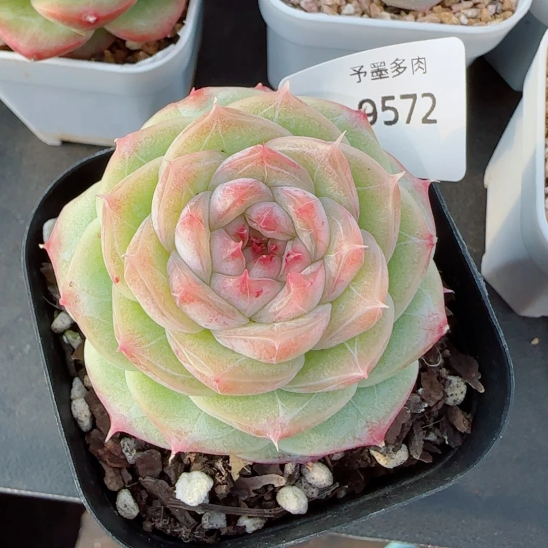 焦糖玛朵，9572多肉植物