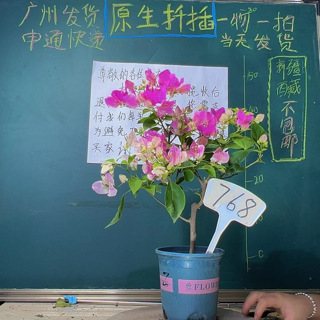 当前无花栽培后可以开花漳红樱768