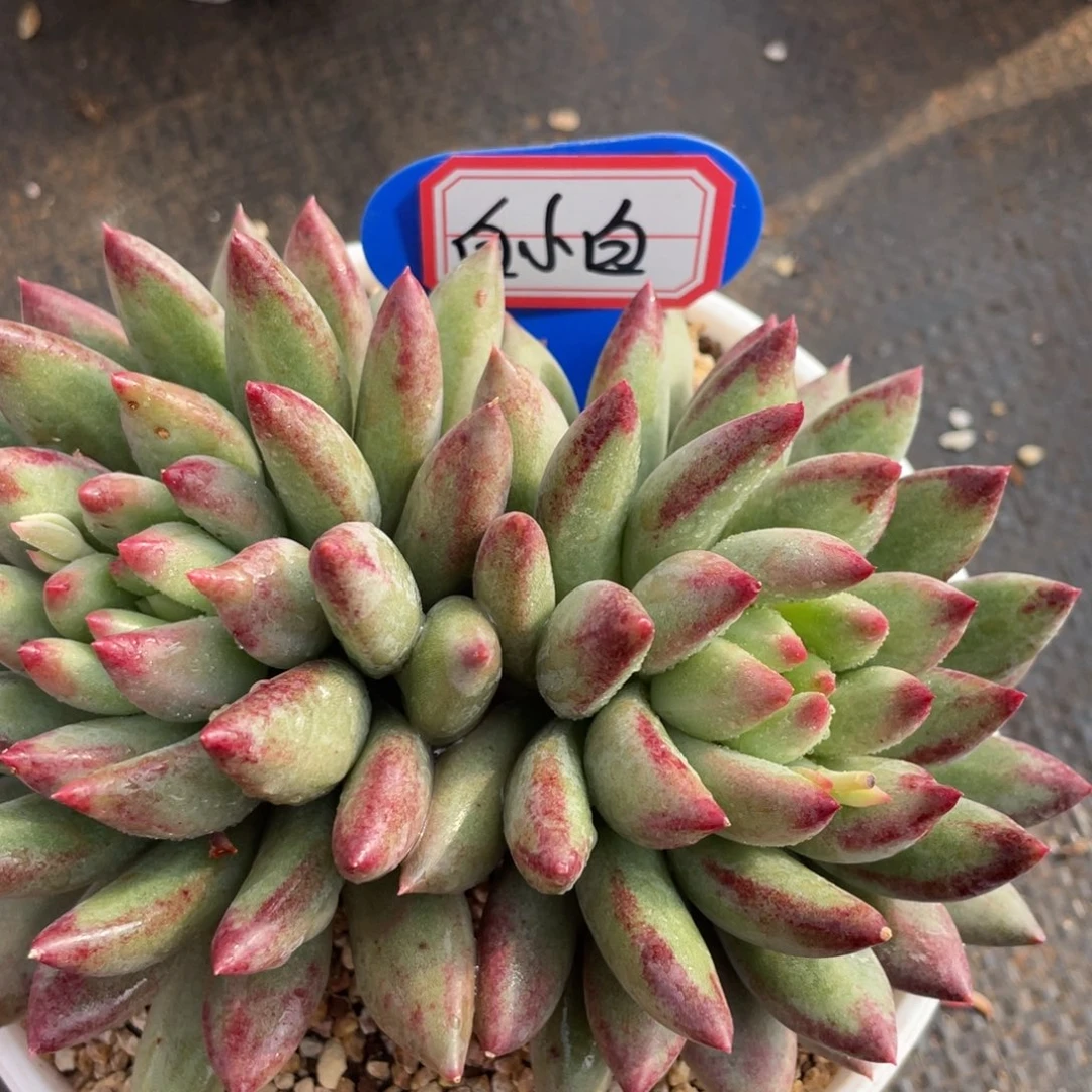 白**?姐姐我要买一个大