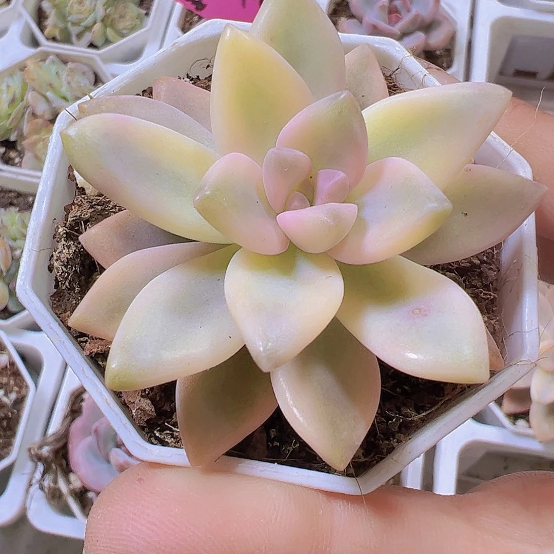 淡雪锦19包邮多肉植物