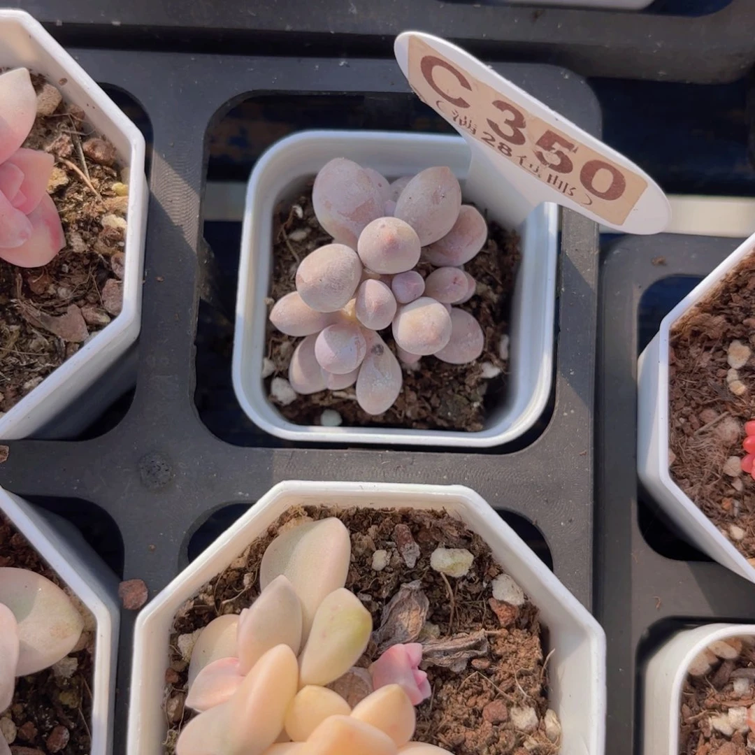 C350汤圆一物一拍