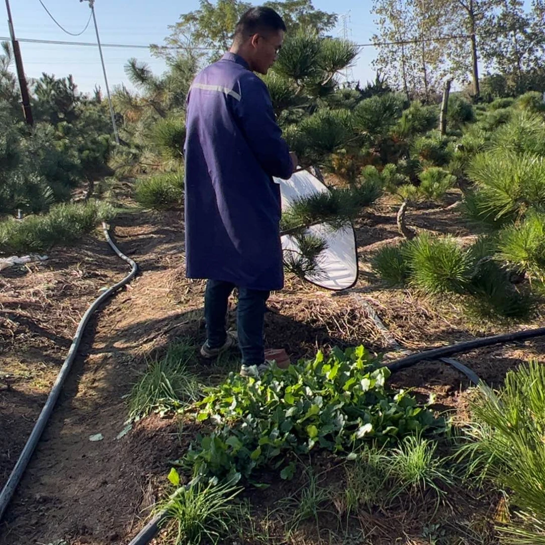 无花朵黑松一物一拍