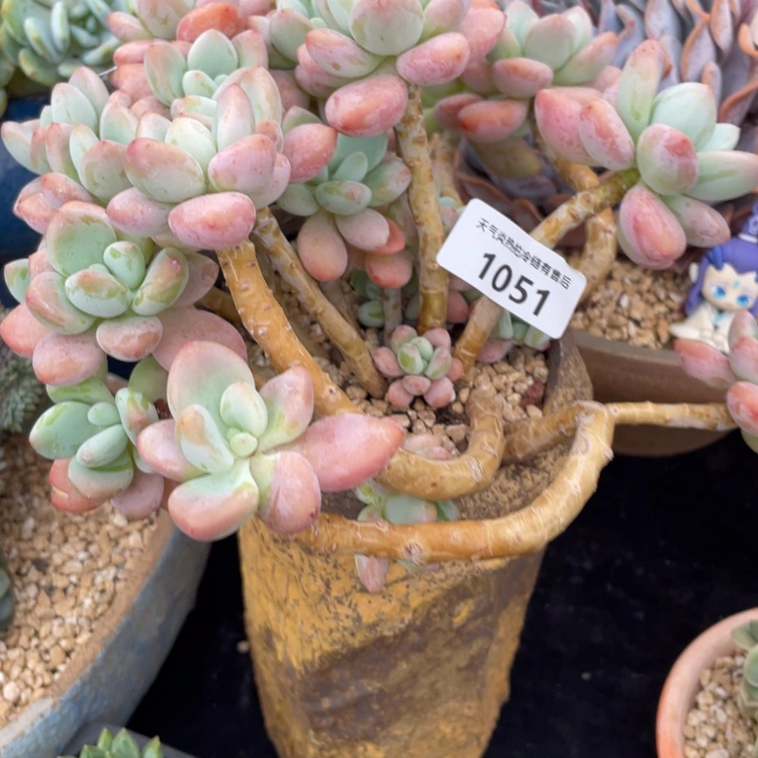 渝****工1051洛神群生多肉植物老桩