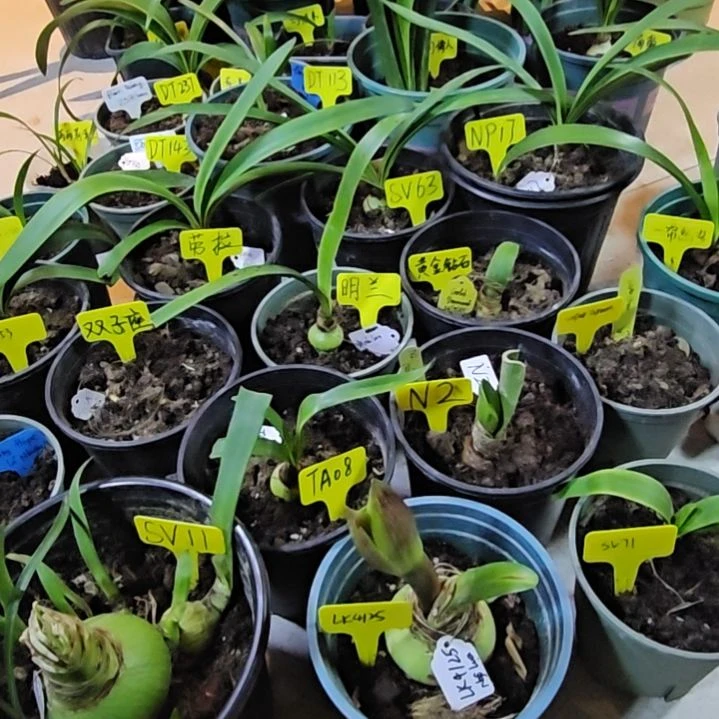 SVⅡ     定向补113元