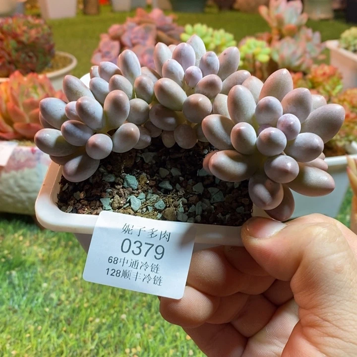 0379啊啊啊啊啊啊啊啊啊