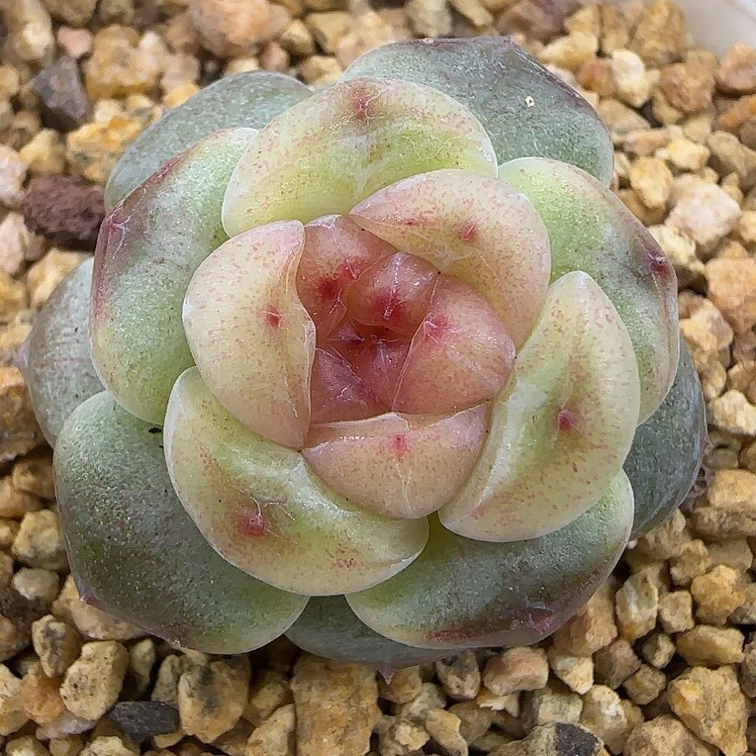 174短圆肥个体脱土发货