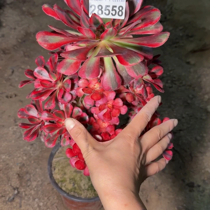 28558南香奈儿多肉植物