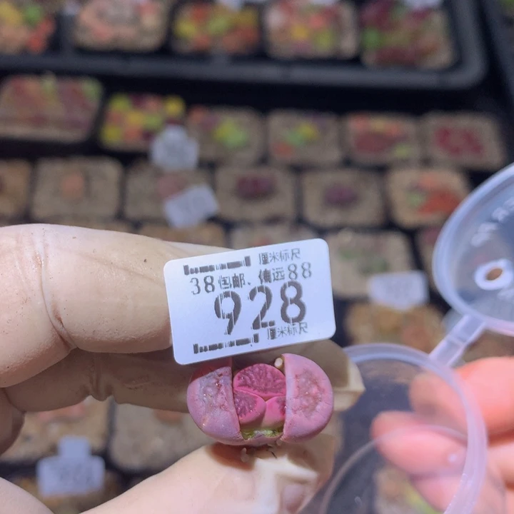 随**意zzz精品生石花928