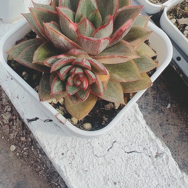 多***风多肉植物多肉植物