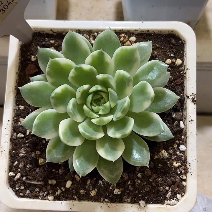 3042长岛冰茶锦多肉植物