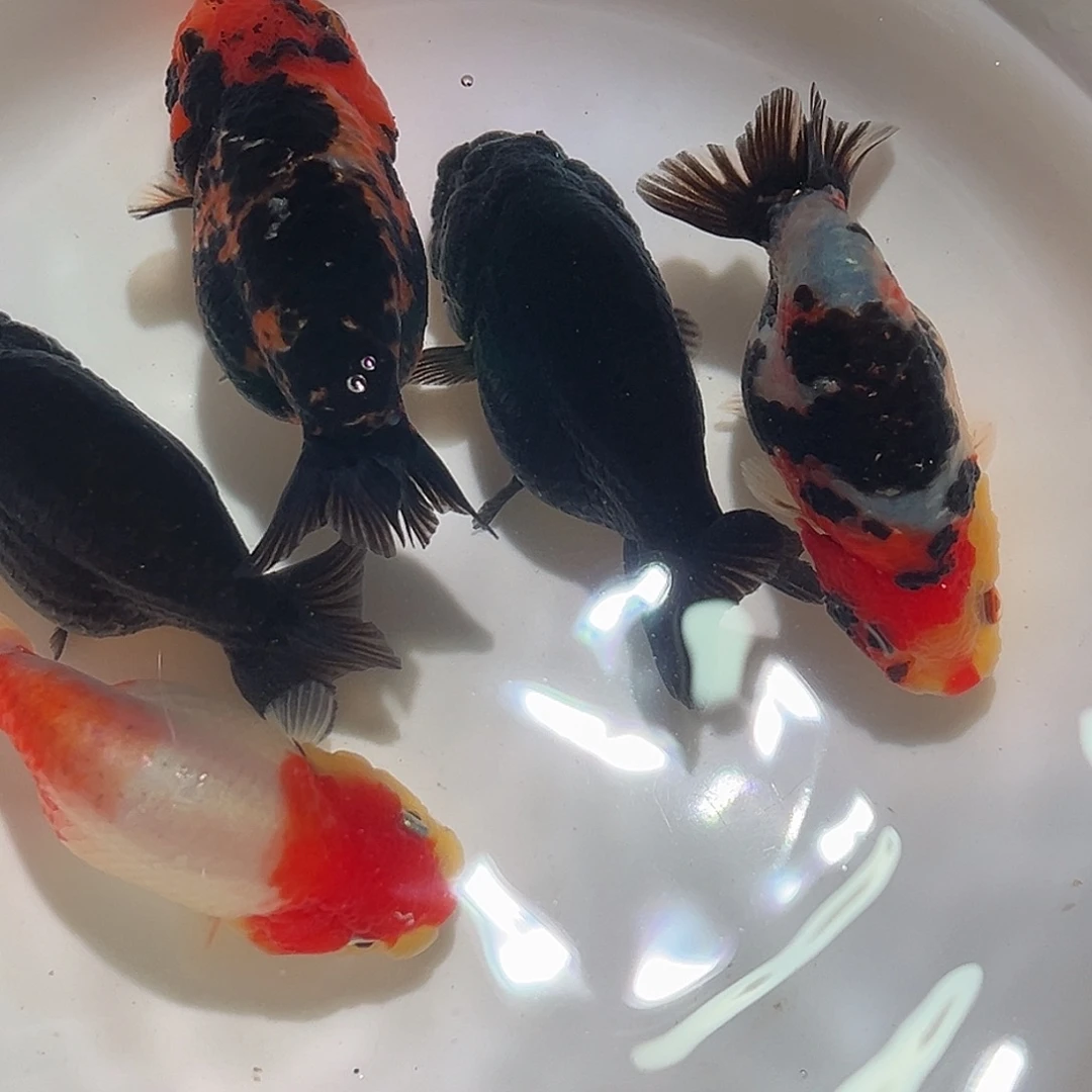 海水5条商品兰寿鱼苗