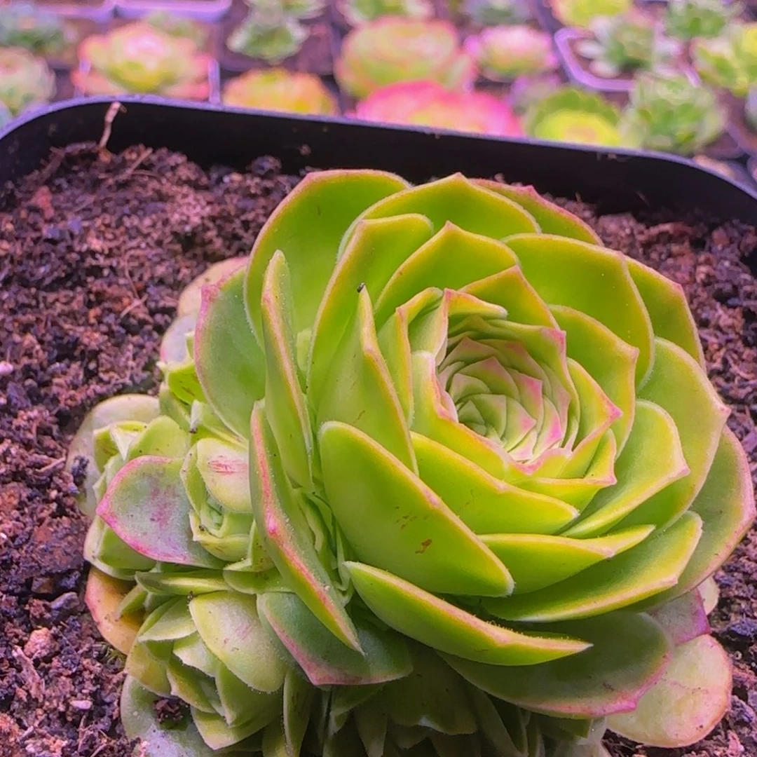 墨枫玫瑰捧花13424346467676868