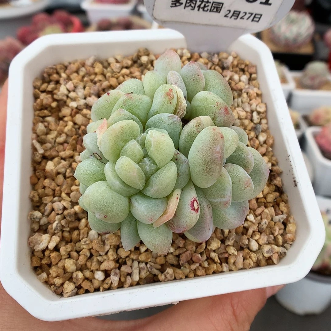 61五头冰玉石化多肉